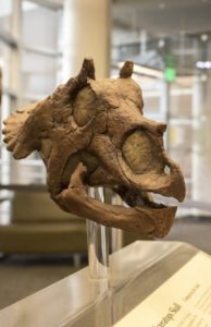 A cast of the smallest Triceratops skull ever found