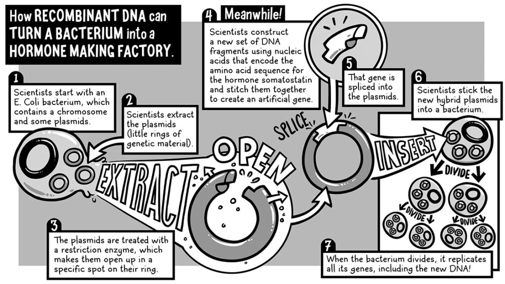 Diagram showing how recombinant DNA can turn a bacterium into a hormone making factory