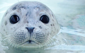 A baby seal peaking up out of the water