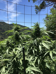 Cannabis plant on hillside