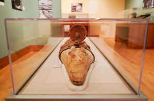 A crocodile mummy on display in the Object Lessons exhibit, Spring 2020